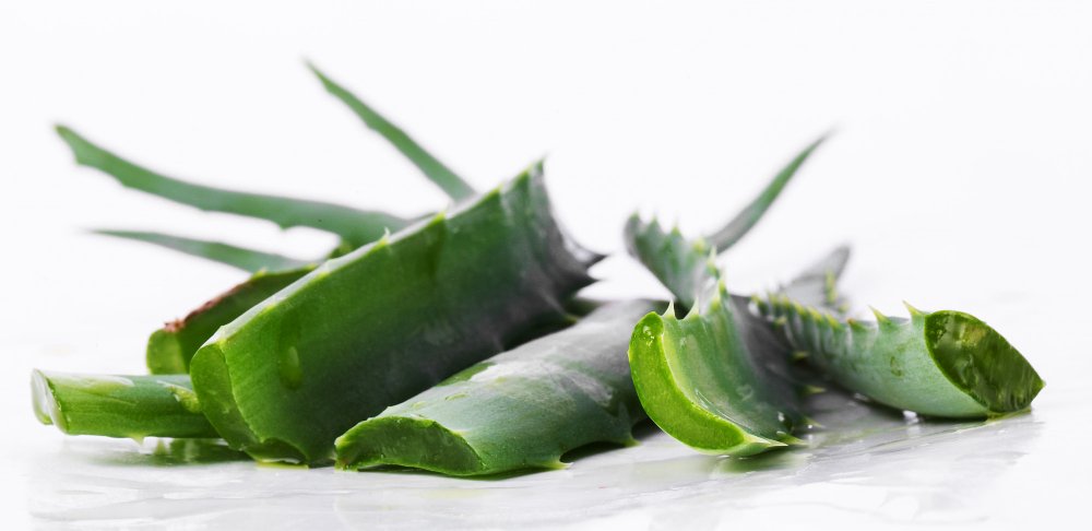 hojas de aloe vera cortadas
